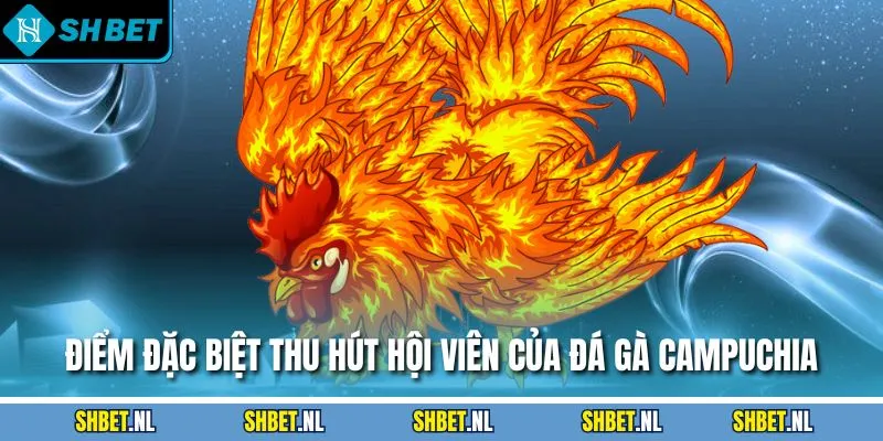 Điểm đặc biệt thu hút hội viên của đá gà Campuchia