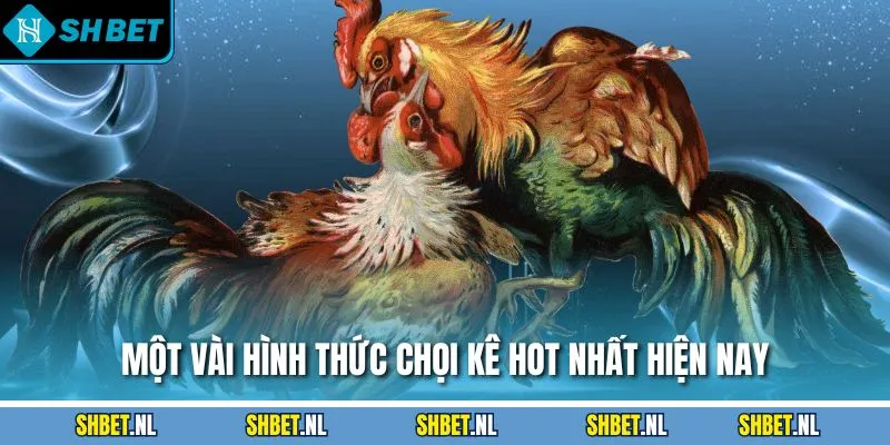 Một vài hình thức chọi kê hot nhất hiện nay