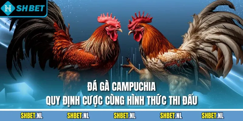 đá gà Campuchia