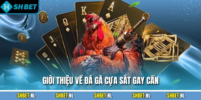 Giới thiệu về đá gà cựa sắt gay cấn