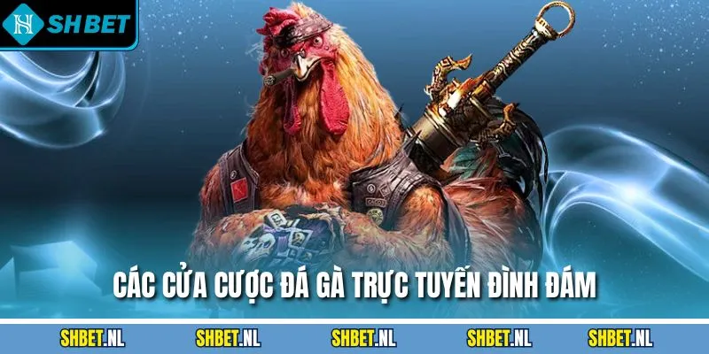 Các cửa cược đá gà trực tuyến đình đám