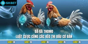Đá Gà Thomo