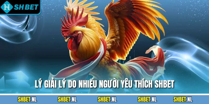 Lý giải lý do nhiều người yêu thích SHBET