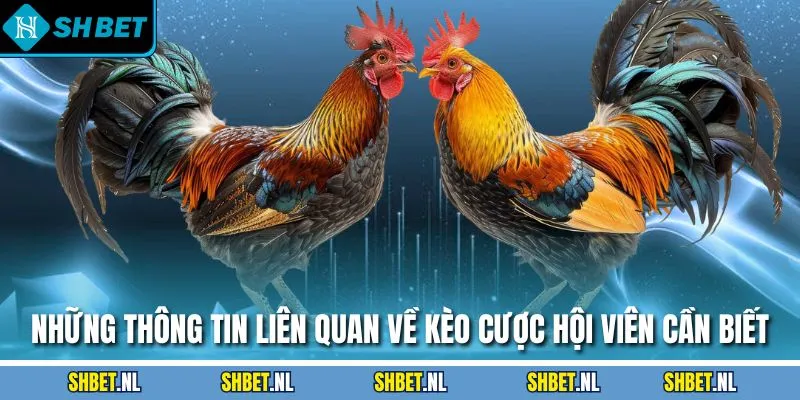 Những thông tin liên quan về kèo cược hội viên cần biết