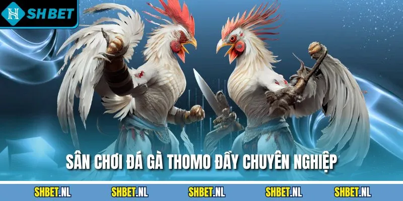 Sân chơi đá gà Thomo đầy chuyên nghiệp